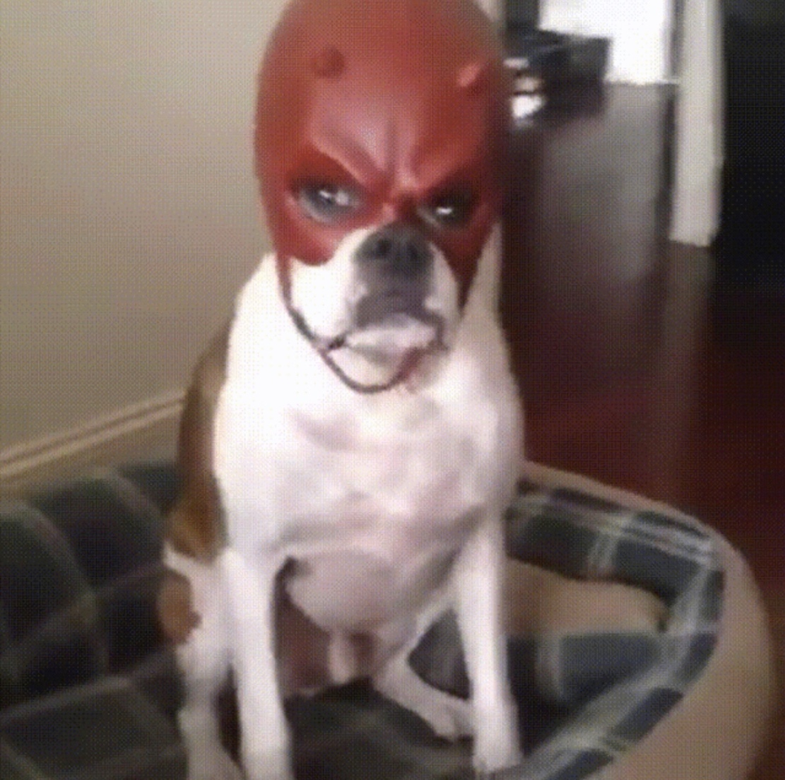 Dog with red mask #angry #dog #mask